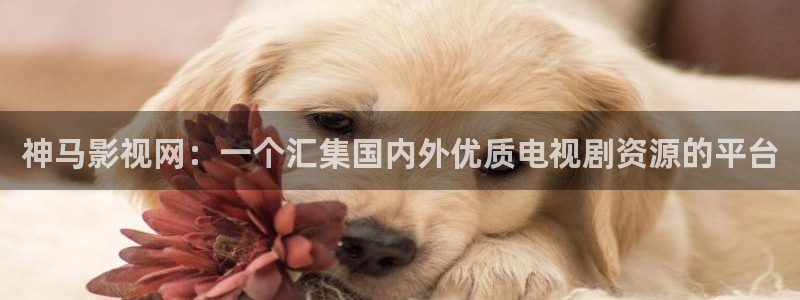 台湾麻豆影视：神马影视网：一个汇集国内外优质电视剧资源的平台